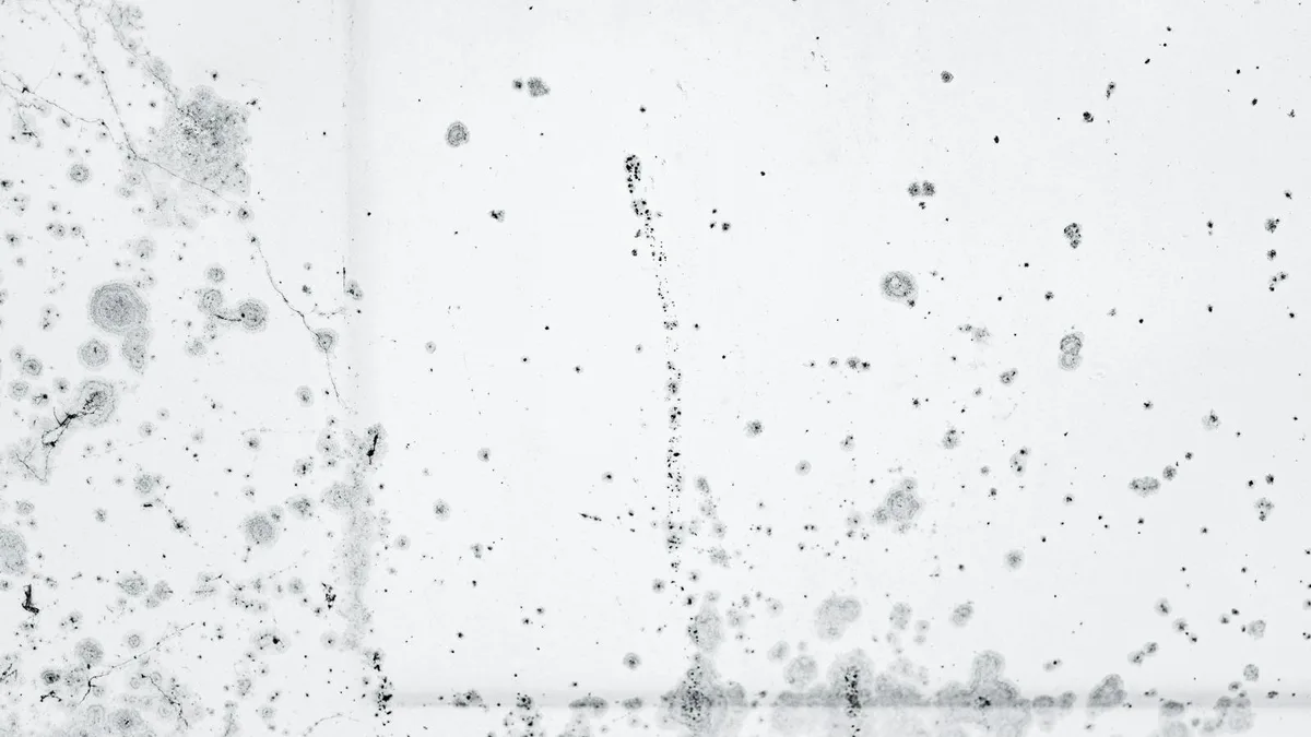 Heavy black mold colonies spreading across an interior wall — a sign of long-term moisture damage.